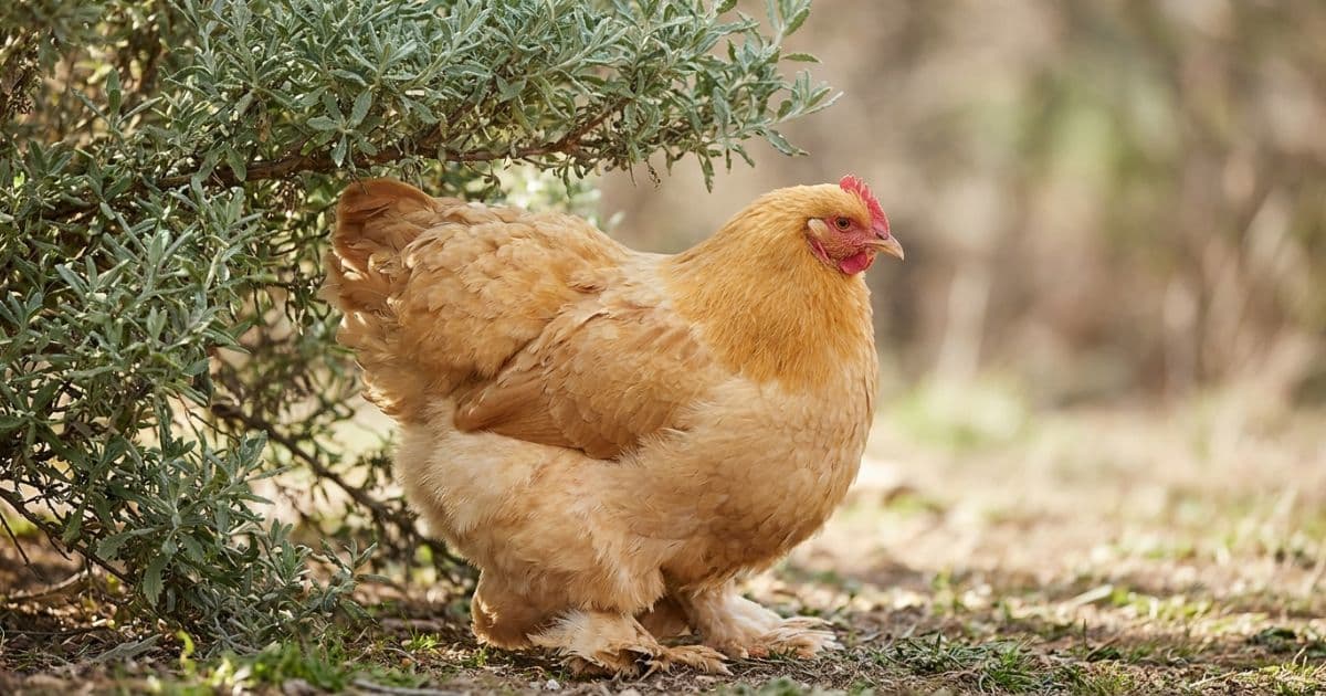 A massive, fluffy black Cochin hen displaying dense feathering down to her toes.